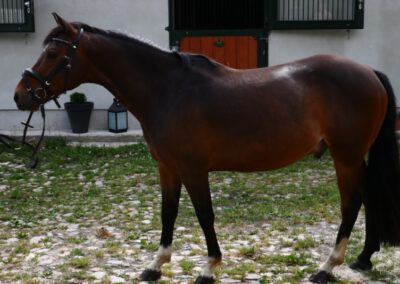 Deutsches Reitpony, Wallach – Burkley